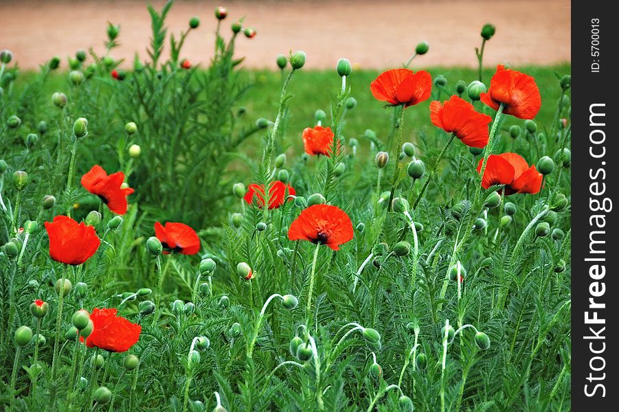 Flowers red maquis, poppies, flower garden, flowerbed, summer scene