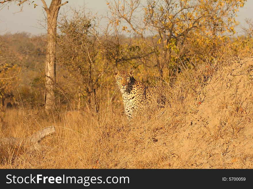 Leopard In The Sabi Sands