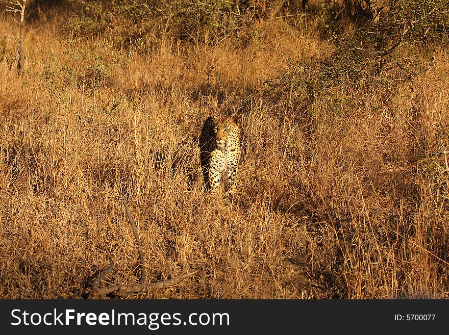 Leopard In The Sabi Sands