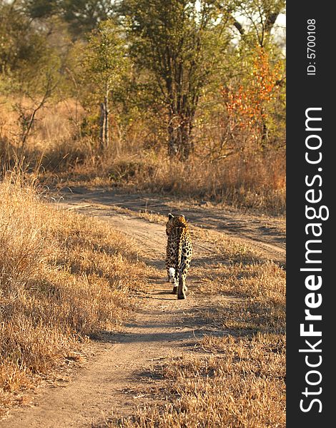 Leopard in the Sabi Sands Reserve