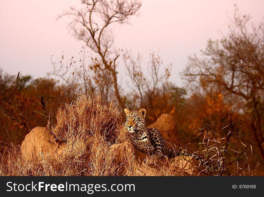 Leopard In The Sabi Sands