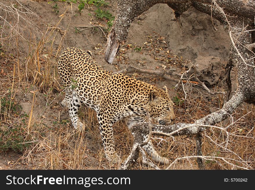 Leopard in a tree in the Sabi Sands Reserve. Leopard in a tree in the Sabi Sands Reserve