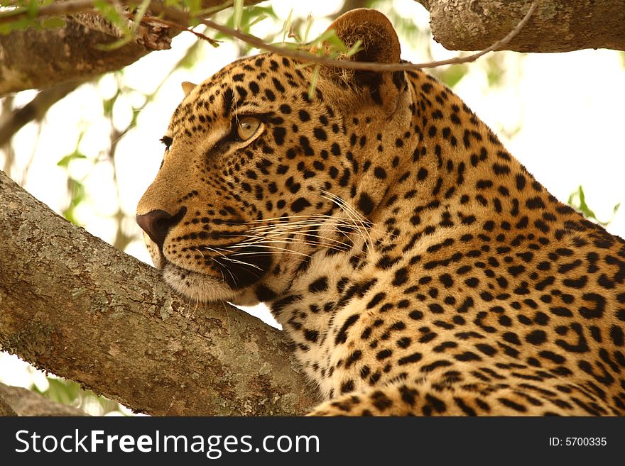 Leopard in a tree in the Sabi Sands Reserve