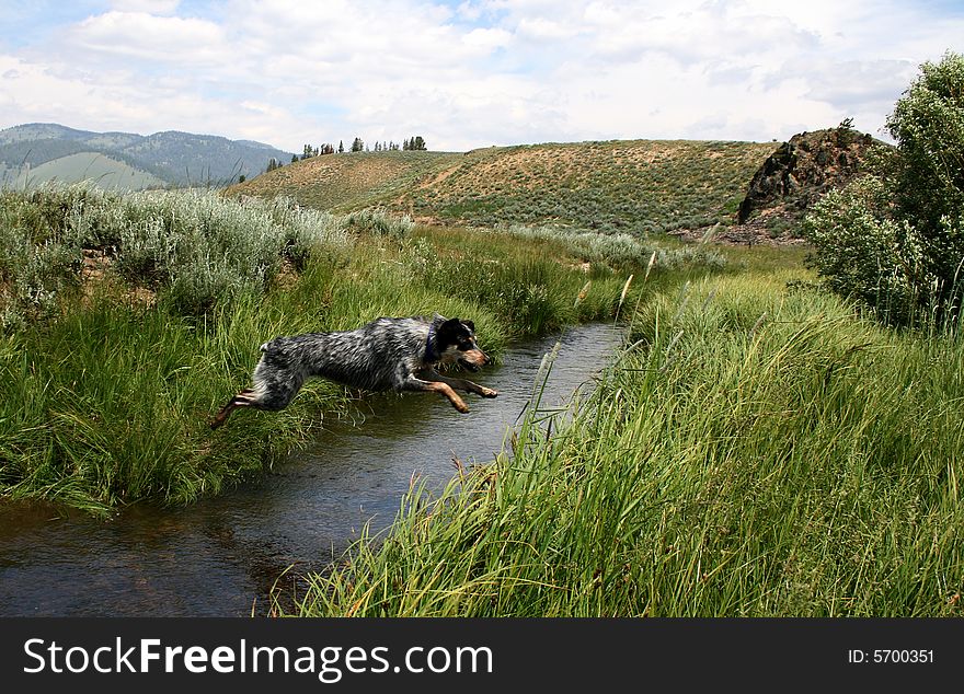 Creek Jumpin' Heeler