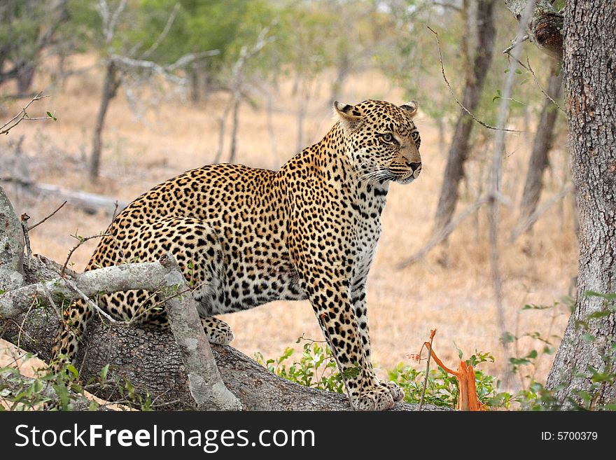 Leopard in a tree in the Sabi Sands Reserve