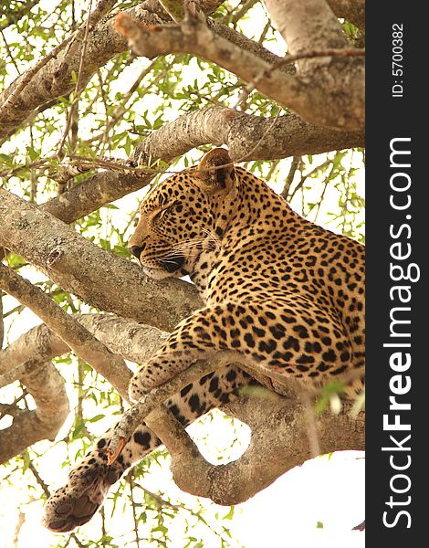 Leopard in a tree in the Sabi Sands Reserve