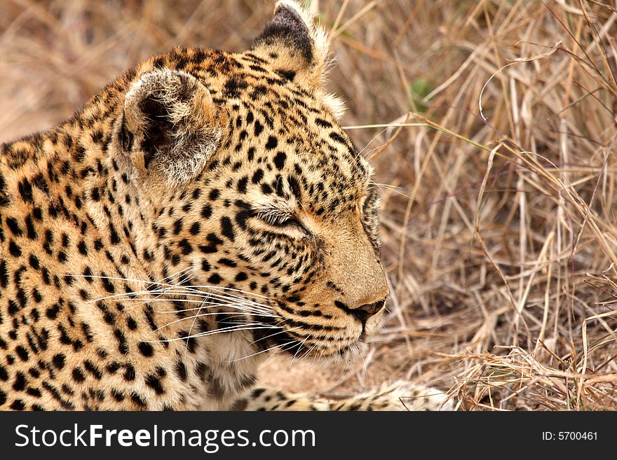 Leopard in the Sabi Sands