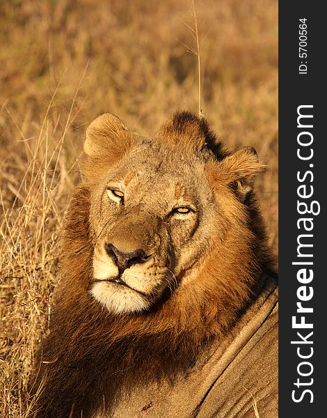 Lion in Sabi Sands Reserve, South Africa