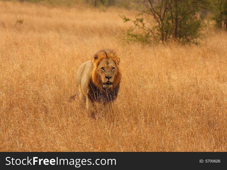 Lion in Sabi Sands