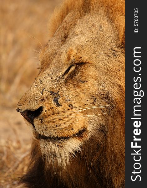 Lion In Sabi Sands