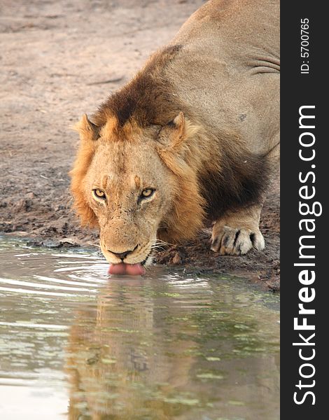 Lion In Sabi Sands