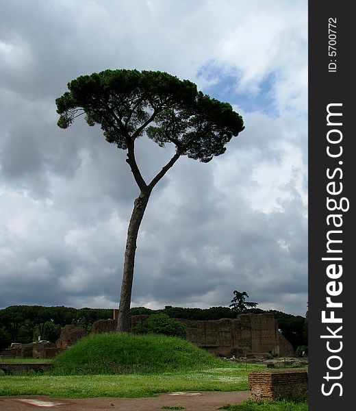 Cyprus Tree in Rome, Italy