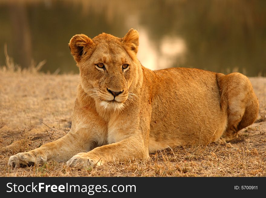 Lioness in Sabi Sands Reserve, South Africa. Lioness in Sabi Sands Reserve, South Africa