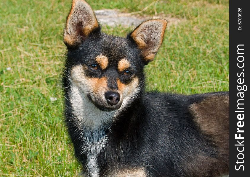 A close-up of small dog with bright eyes and yellow browes. Russian Far East, Primorye. A close-up of small dog with bright eyes and yellow browes. Russian Far East, Primorye.