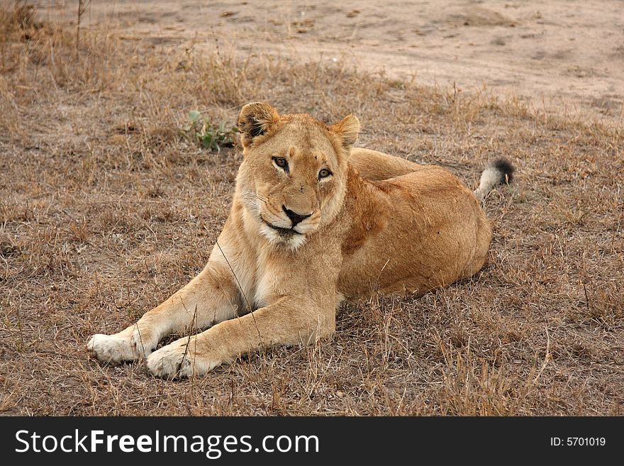 Lioness in Sabi Sands Reserve, South Africa