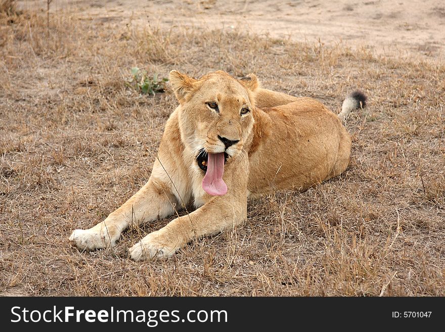 Lioness in Sabi Sands