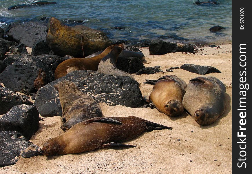 Sleeping sea lion in the galapagos islands
