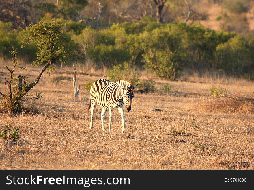 Zebra in Sabi Sands