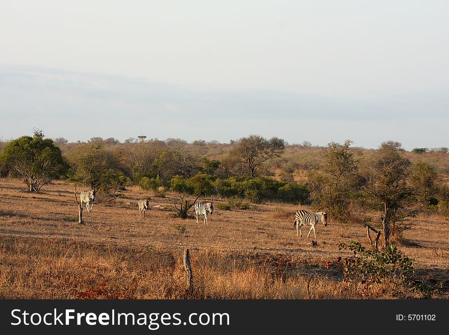 Zebra In Sabi Sands