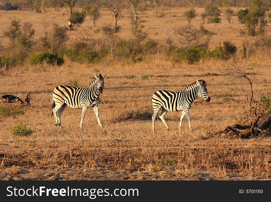 Zebra in Sabi Sands