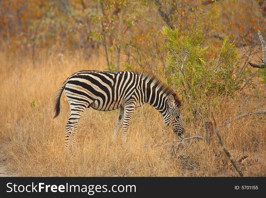 Zebra in Sabi Sands