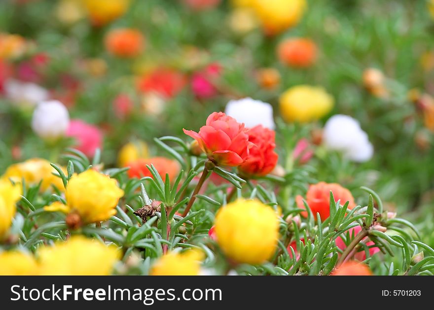 Bed of many colorful flowers in a garden. Bed of many colorful flowers in a garden