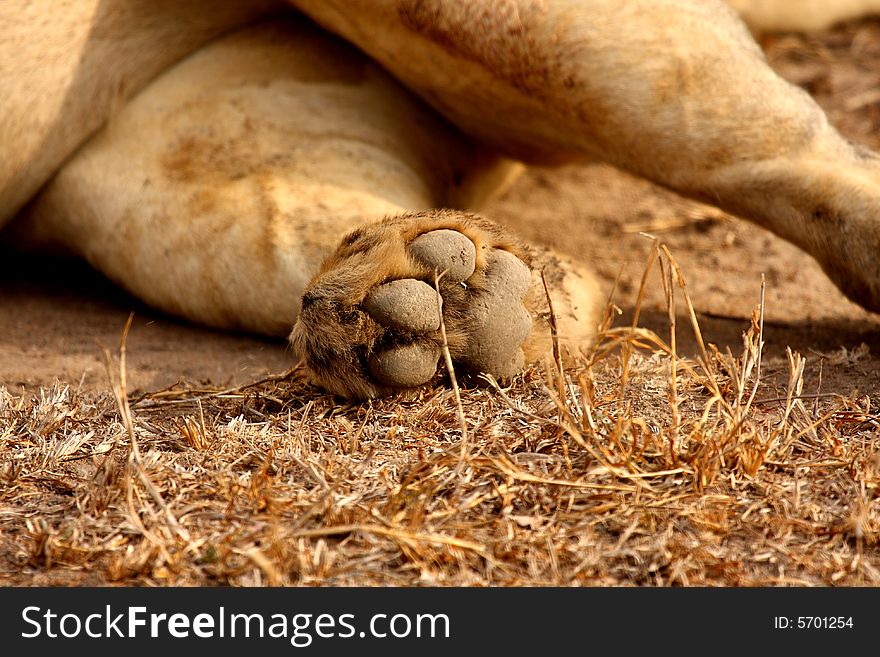 Photo of lion paws, sabia sands, south africa