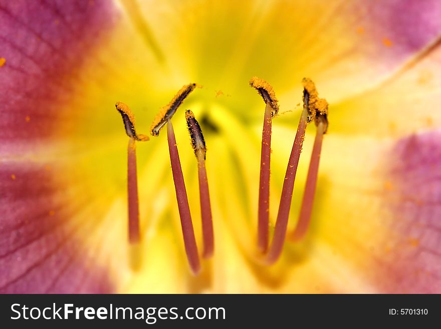 Close Up of the Stamen and Pollen in a pink yellow Lilly. Close Up of the Stamen and Pollen in a pink yellow Lilly