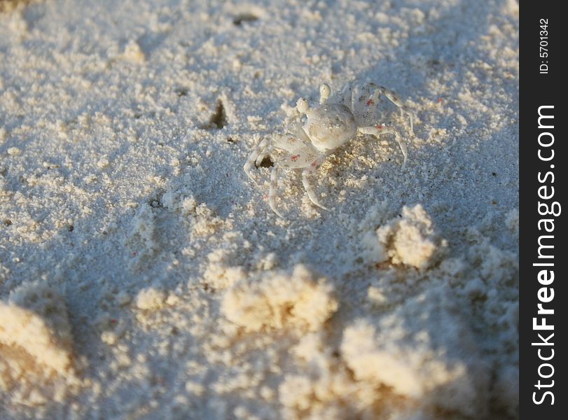 Tiny white crab camouflaged