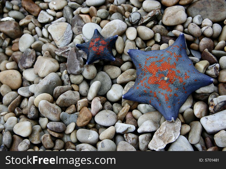Two starfishes on the ground