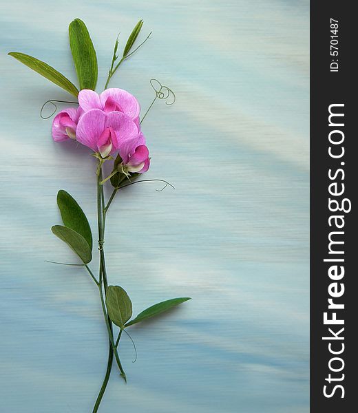 Light background with pink flower. Light background with pink flower