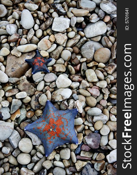 Two starfishes on the ground
