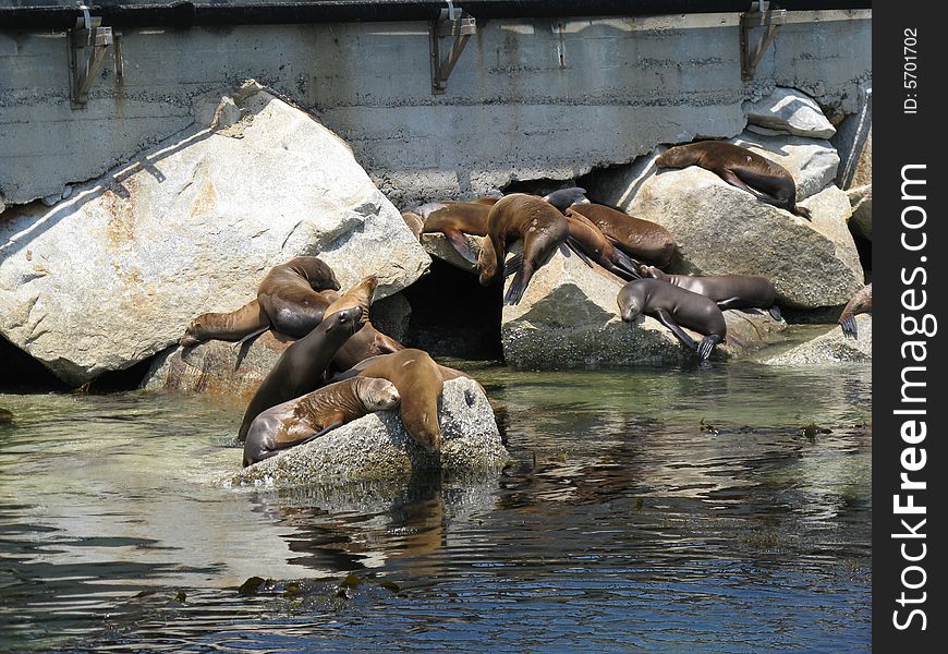 California sea lions and/or harbor seals at Monterey relaxing on boulders