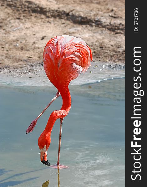 The Pink flamingo at the lake