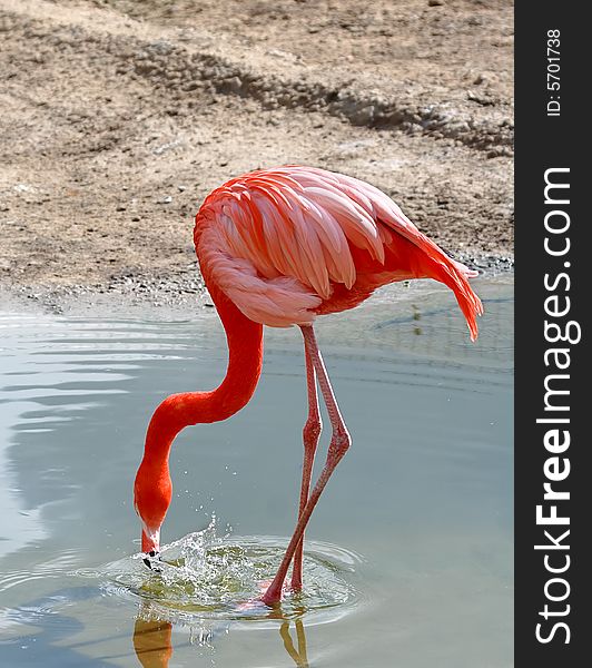 The Pink flamingo at the lake