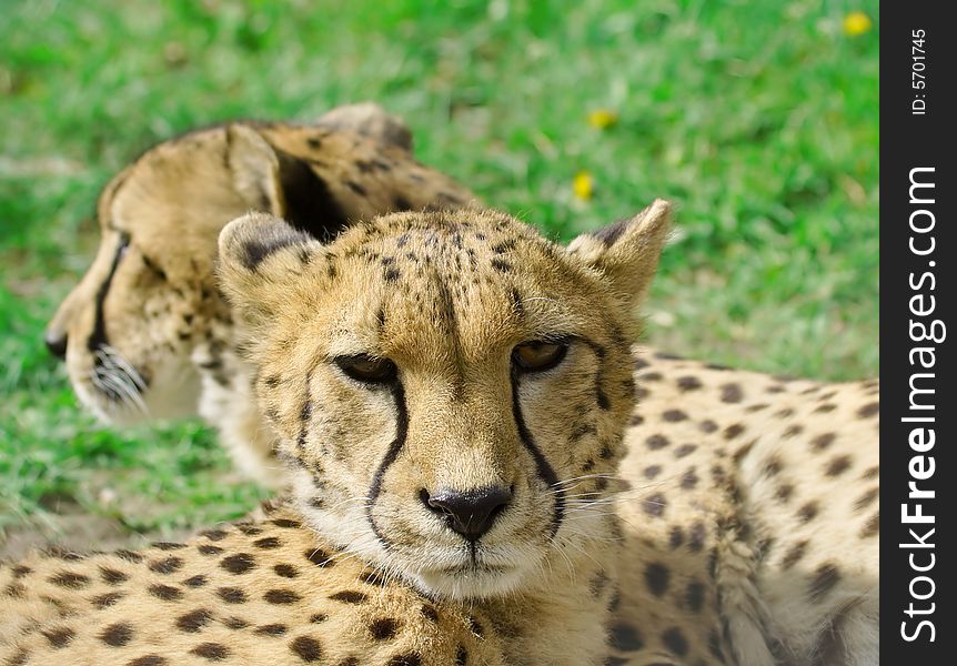 Cheetah over the grass background