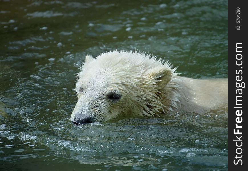 Great white north bear. Russian nature, wilderness world.