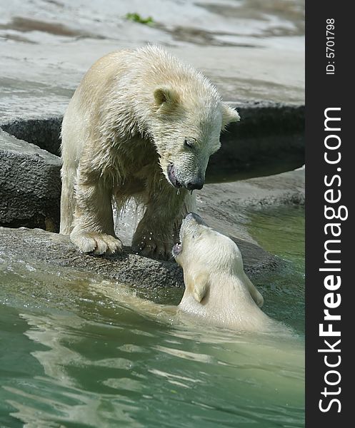 Great white north bear. Russian nature, wilderness world.