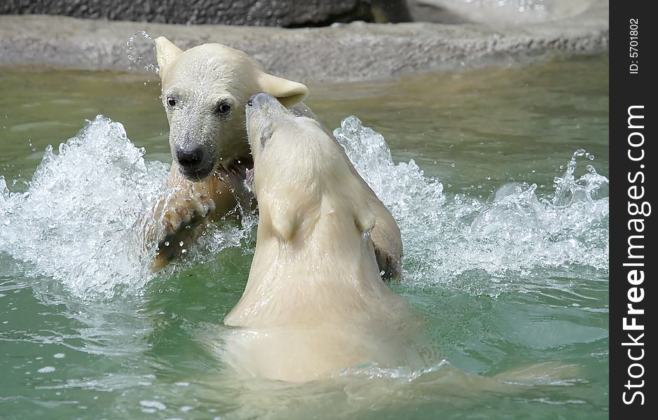 Great white north bear. Russian nature, wilderness world.