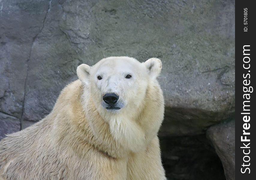 Great white north bear. Russian nature, wilderness world.