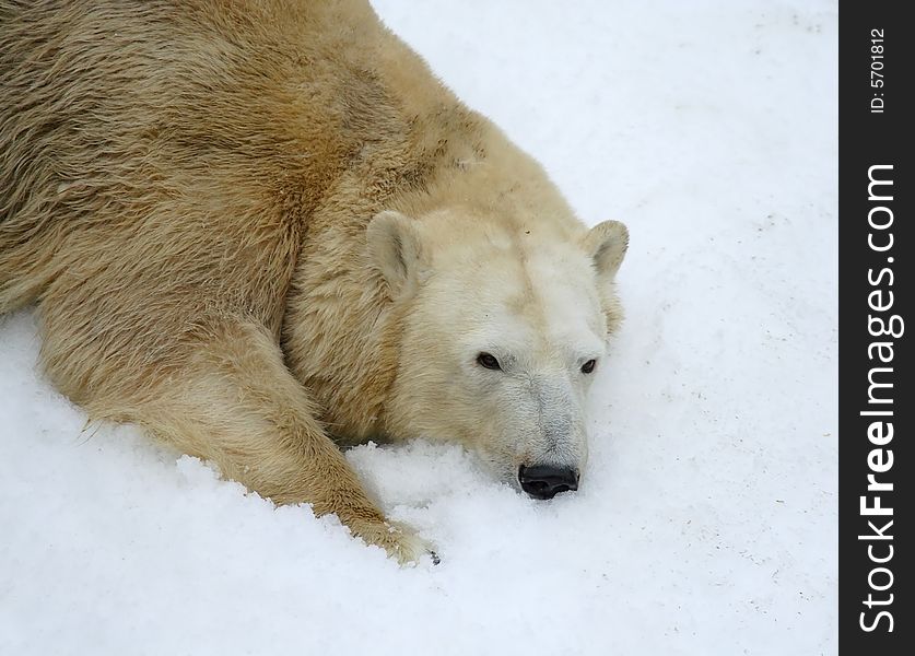 Great white north bear. Russian nature, wilderness world.