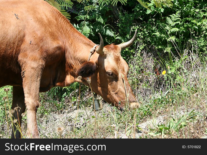 Cow going on road on background year green herb. Cow going on road on background year green herb