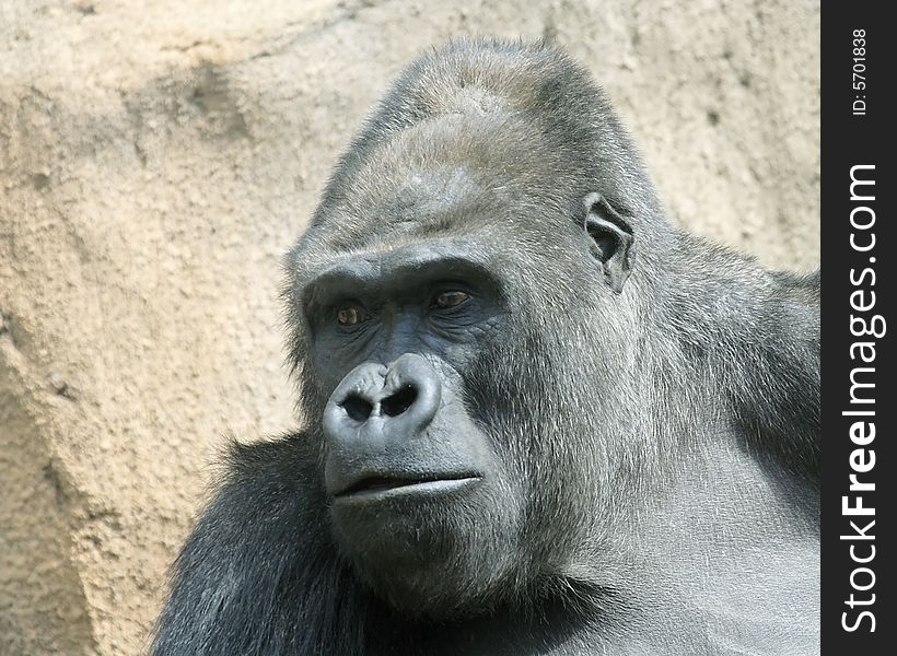 Gorilla. The Great Monkey.