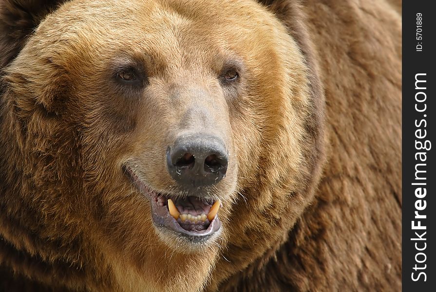 Great brown bear. Russian nature, wilderness world.