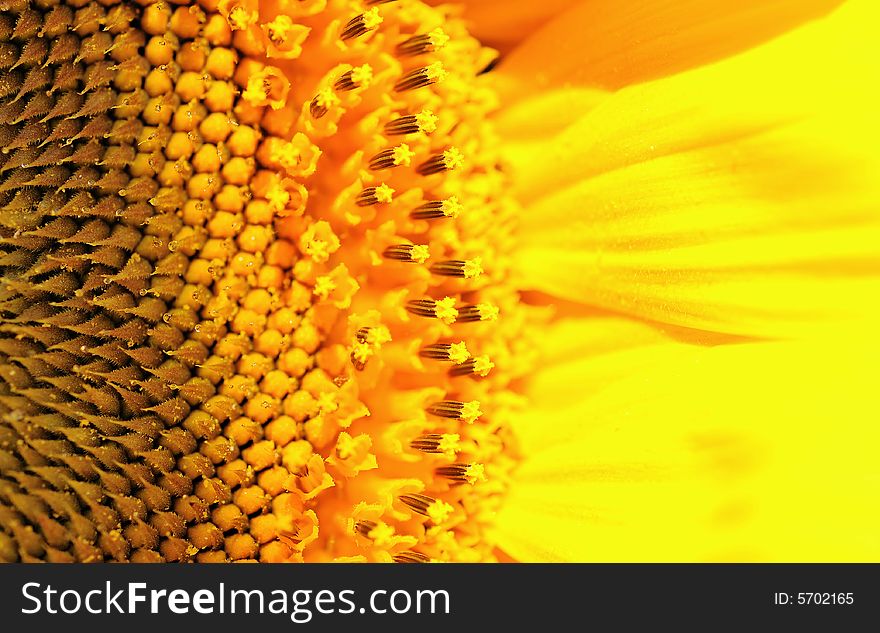 Close up of a  yellow sunflower.