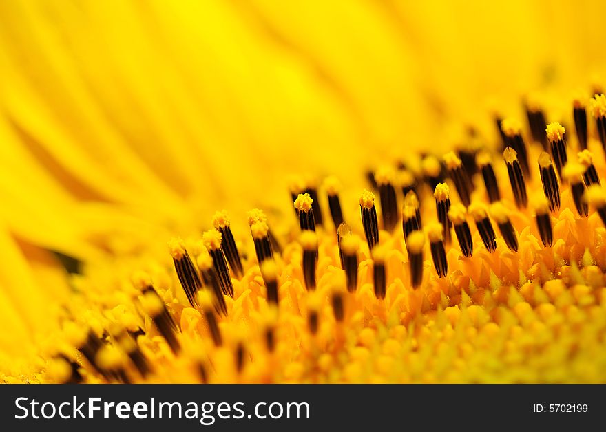Close up of a  yellow sunflower.