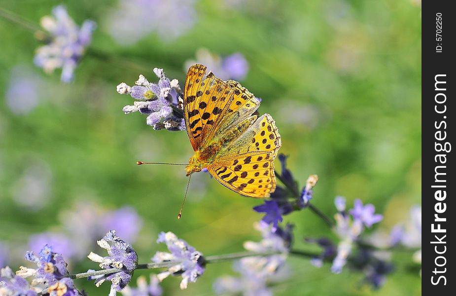 Butterfly on blue lavender eating pollen