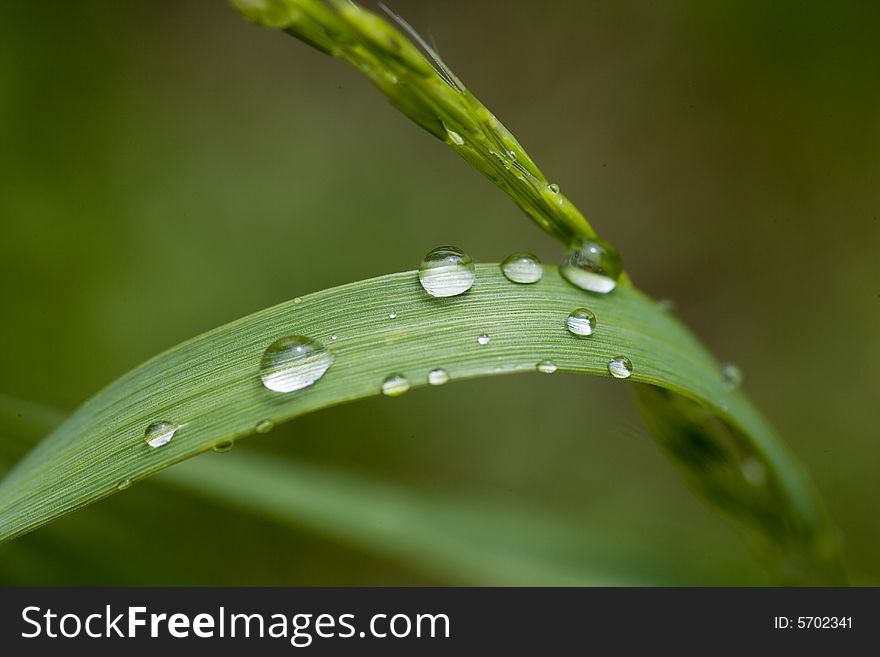 Grass blade with drops of dew