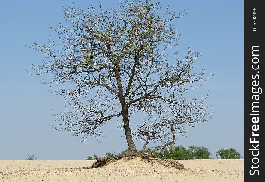 Tree in dunes in the Netherlands