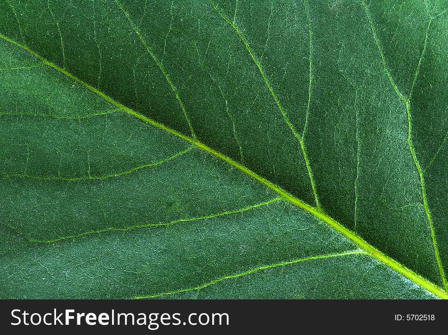 Structure of leaf natural background